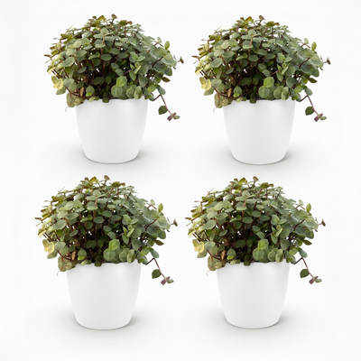 Calissia repens Katzengras, 4 Pflanzen inkl. Topf, haustierfreundlich