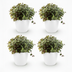 Calissia repens Katzengras, 4 Pflanzen inkl. Topf, haustierfreundlich Bild 2