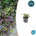12x Ajuga reptans 'Catlin's Giant' - Bodendecker, 10-25cm