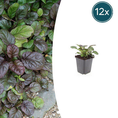 12x Ajuga reptans 'Catlin's Giant' - Bodendecker, 10-25cm