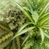 Green boutiQ Plant Mix: Spider Plant, Prayer Plant, Callisia, Fern (Set of 4) Bild 3