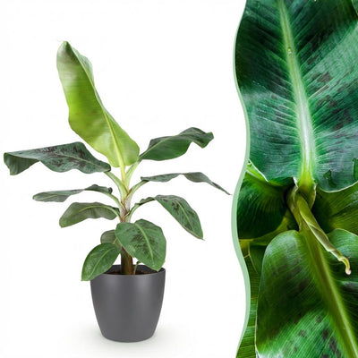 Bananenpflanze Musa acuminata Dwarf Cavendish im Topf (70-75cm)