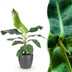 Bananenpflanze Musa acuminata Dwarf Cavendish im Topf (70-75cm) Bild 1