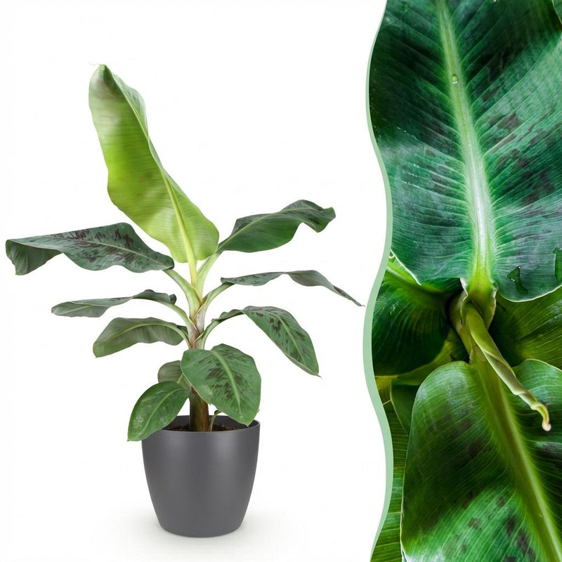 Bananenpflanze Musa acuminata Dwarf Cavendish im Topf (70-75cm)
