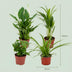 Luftreinigende Zimmerpflanzen-Set (Ø 12 cm, 30-40 cm H) Bild 2