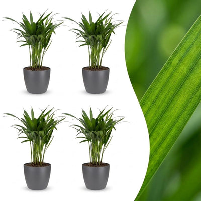 Green boutiQ - Areca Lutescens - Goldfruchtpalme - 4 Pflanzen - mit Potter Grijs - Topf 12cm - Höhe - 45cm