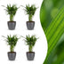 Green boutiQ - Areca Lutescens - Goldfruchtpalme - 4 Pflanzen - mit Potter Grijs - Topf 12cm - Höhe - 45cm Bild 1
