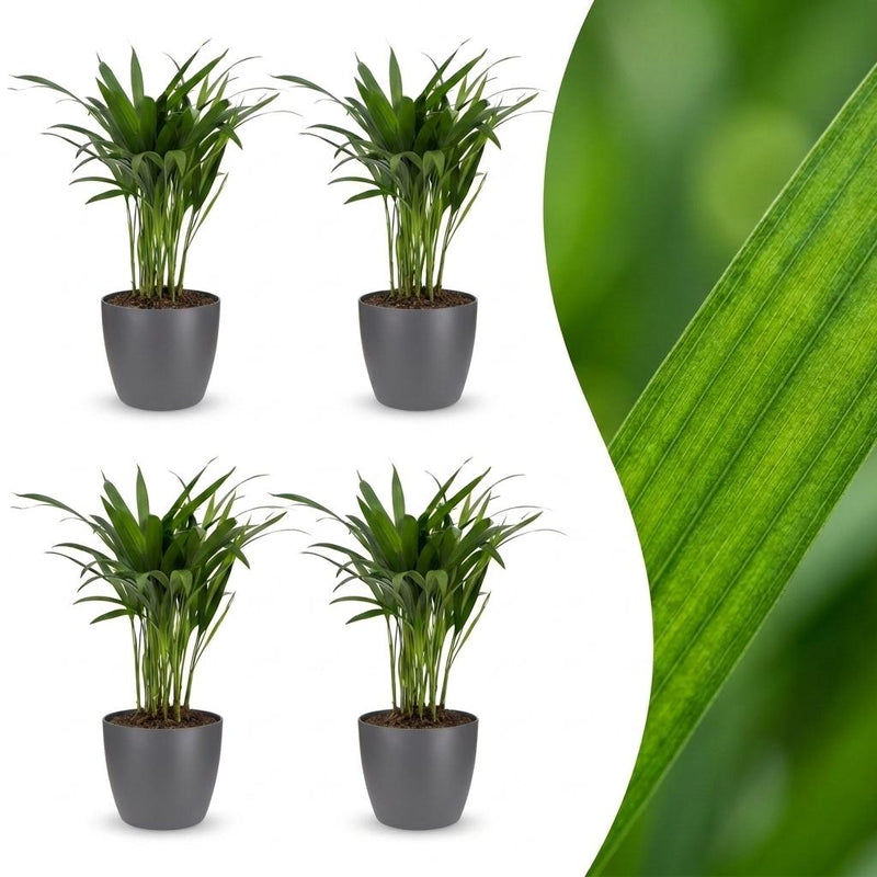 Green boutiQ - Areca Lutescens - Goldfruchtpalme - 4 Pflanzen - mit Potter Grijs - Topf 12cm - Höhe - 45cm