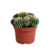 Eriocactus warasii 12cm: Ein charmanter Kaktus Bild 1
