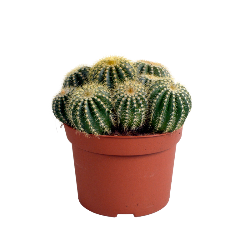 Eriocactus warasii 12cm: Ein charmanter Kaktus