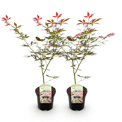 GreenboutiQ Japanischer Ahorn Sumi-nagashi, Rot, 2 Pflanzen, 70cm