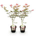 GreenboutiQ Japanischer Ahorn Sumi-nagashi, Rot, 2 Pflanzen, 70cm Bild 2