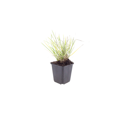 48x Ziergras Sesleria autumnalis, 10-25cm