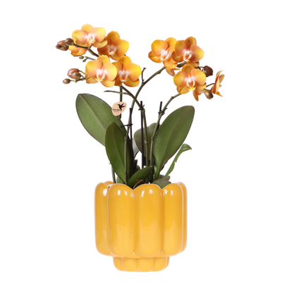Kolibri Orchids | Orange/gelbe Las Vegas Orchidee + Retro ocker Übertopf | blühende Zimmerpflanze – frisch vom Züchter