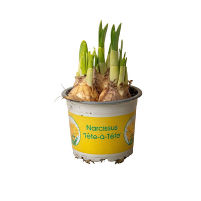 Narzisse 'Tête-à-Tête' im 9cm Topf, 15-20cm hoch