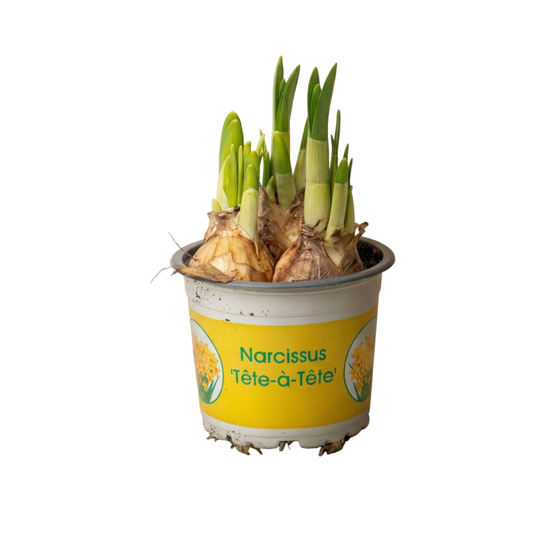 Narzisse 'Tête-à-Tête' im 9cm Topf, 15-20cm hoch