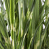 10er Spar-Bundle: 5x Lavendel angustifolia (Echter Lavendel) & 5x Zebra Gras 'Strictus' - Beet-Pflanzen Set - 40-60cm (19cm & 23cm Topf) Bild 6