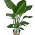 Strelitzia Nicolai (White Bird of Paradise) - Ø19cm - ↕95cm Bild 1