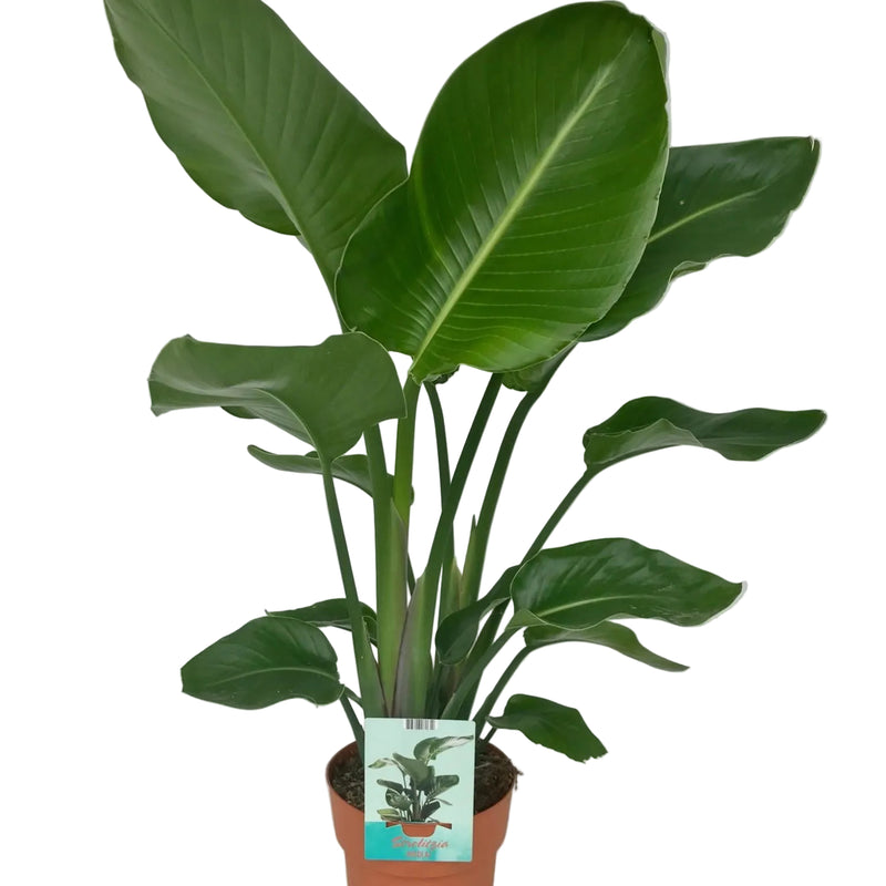Strelitzia Nicolai (White Bird of Paradise) - Ø19cm - ↕95cm