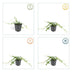 6x Vinca minor 'Alba' - Kleines Immergrün, 10-25cm, Ø9cm Bild 4