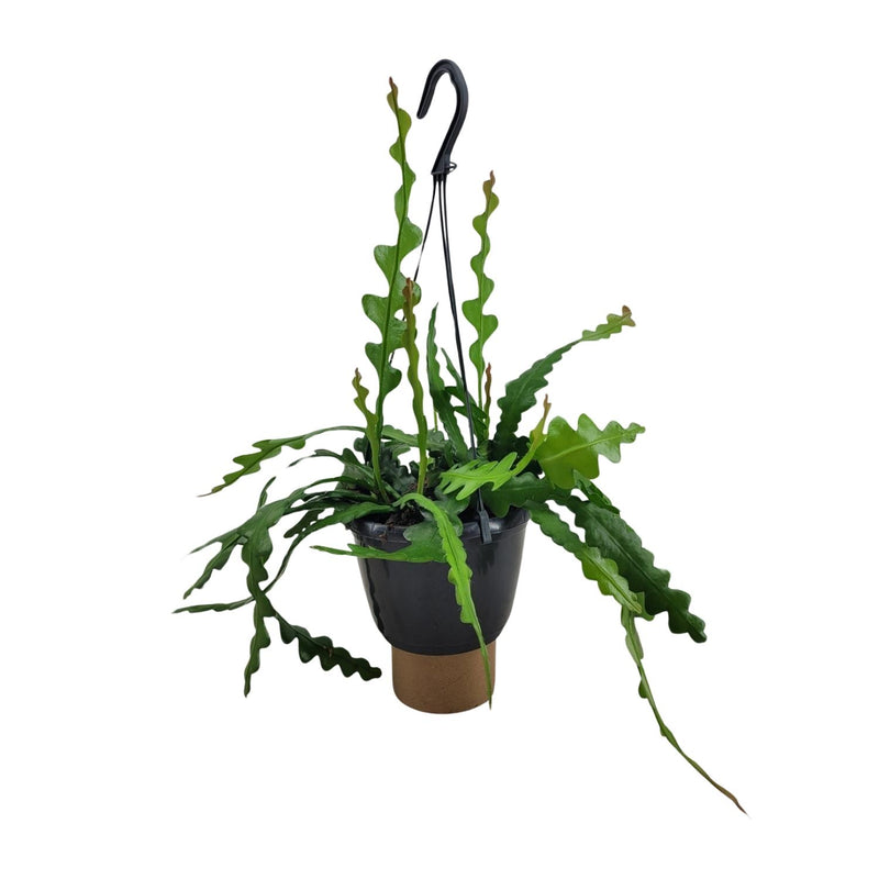 Epiphyllum Anguliger (Fischgrätenkaktus) Ø14cm - 35cm