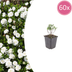 Perennial Candytuft 'Schneeflocke': White-Flowering Everbloomer for Rock Gardens & Beds Bild 1