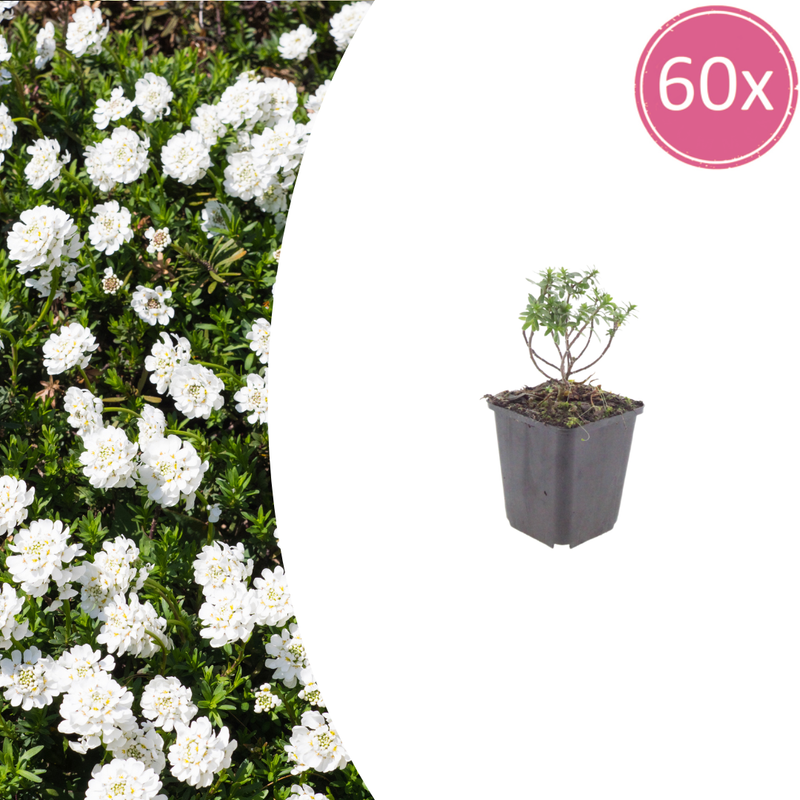 Perennial Candytuft 'Schneeflocke': White-Flowering Everbloomer for Rock Gardens & Beds