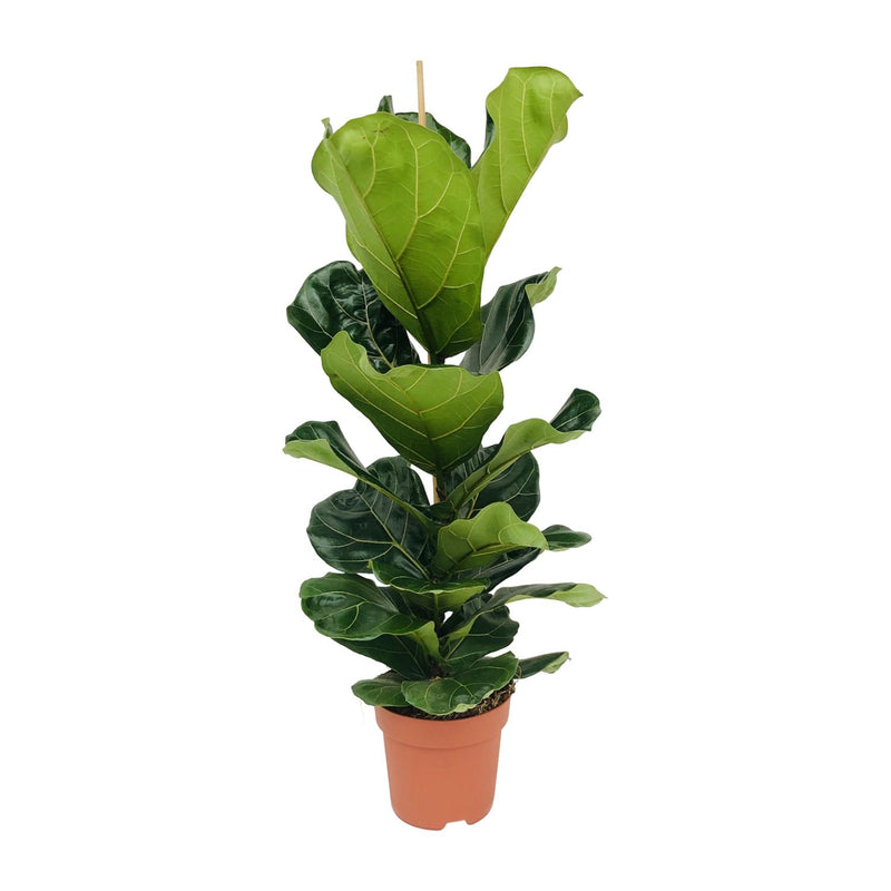Ficus Lyrata (Geigenfeige) - Ø21cm Topf - ca. 100cm hoch