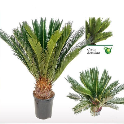 Cycas Revoluta (Sago-Palme) Ø17, H60cm - Exotischer Hingucker