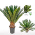Cycas Revoluta (Sago-Palme) Ø17, H60cm - Exotischer Hingucker Bild 2