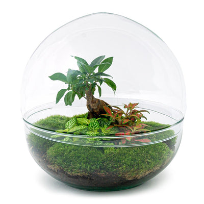 Flaschengarten: Kuppel XL Ficus Ginseng Bonsai DIY-Set