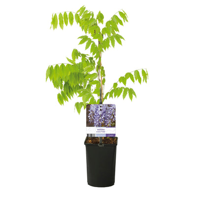 GreenboutiQ Blauregen 'Prolific' - Duftende blaue Blüte, 1 Pflanze