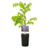 GreenboutiQ Blauregen 'Prolific' - Duftende blaue Blüte, 1 Pflanze Bild 2