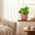 Epipremnum Pinnatum 'Aureum' im ELHO Vibes Fold Topf (14cm, rosa) Bild 3
