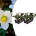 Helleborus niger ‘Christmas Carol’ – 12 Christrosen im Set (2 x Sixpack) Bild 1
