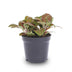 Fittonia Red Mosaikpflanze: Rote Zimmerpflanze für Terrarien Bild 1