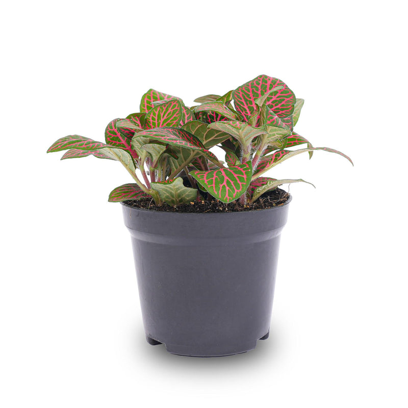 Fittonia Red Mosaikpflanze: Rote Zimmerpflanze für Terrarien