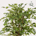 Kunstpflanze Ficus Liane Geigenblatt - 170 cm – Pflegeleicht & Dekorativ Bild 3