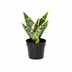 Künstliche Sansevieria Laurentii 21cm – Pflegeleichte Deko Bild 1