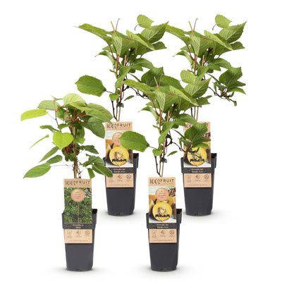 Green boutiQ - Obststrauch - Actinidia Weiki & Golden Kiwi - Kiwi-Pflanze - 1 Männlich - 3 Weiblich - Pflanzen - Gelb - Topf 15cm - Höhe 50cm