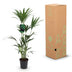 Green boutiQ Kentia-Palme (Howea Forsteriana) - 120-130cm - Weißer Topf Bild 8