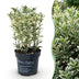 Green boutiQ - 24x Ilex crenata Covenxa - Japanische Stechpalme - Heckenpflanzen - Immergrün - Grün - Topf 9cm - Höhe 20-30cm Bild 2