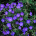 24x Geranium 'Johnson's Blue' Staude, 10-25cm, Ø9cm Bild 5
