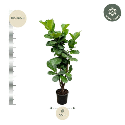 Ficus Lyrata Geigenfeige verzweigt, 180 cm, Topf ⌀32