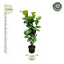 Ficus Lyrata Geigenfeige verzweigt, 180 cm, Topf ⌀32 Bild 2
