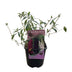 Green boutiQ - Schmetterlingsstrauch - Buddleja davidii Tricolour - Blüte Rosa , Weiß und Violett - 3 Pflanzen - 1m2 - Laubabwerfend - Schmetterlingsanziehend - Topf 17cm Hoo Bild 2
