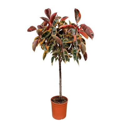 Ficus Elastica Belize auf Stamm, 130 cm, Ø24
