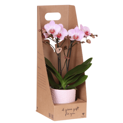 Rosa Antwerp Orchidee Geschenkset mit Übertopf