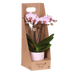 Rosa Antwerp Orchidee Geschenkset mit Übertopf Bild 1
