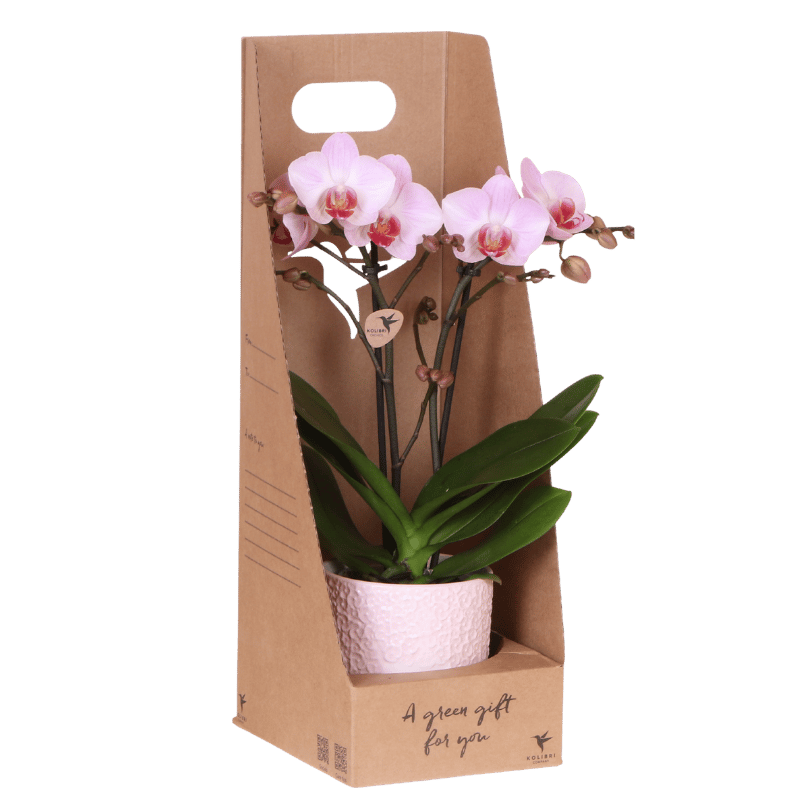 Rosa Antwerp Orchidee Geschenkset mit Übertopf